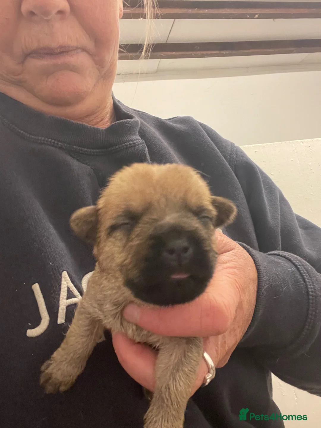 Cairn Terrier dogs for sale: Quality KC Reg Cairn Terrier pups  - Advert 6