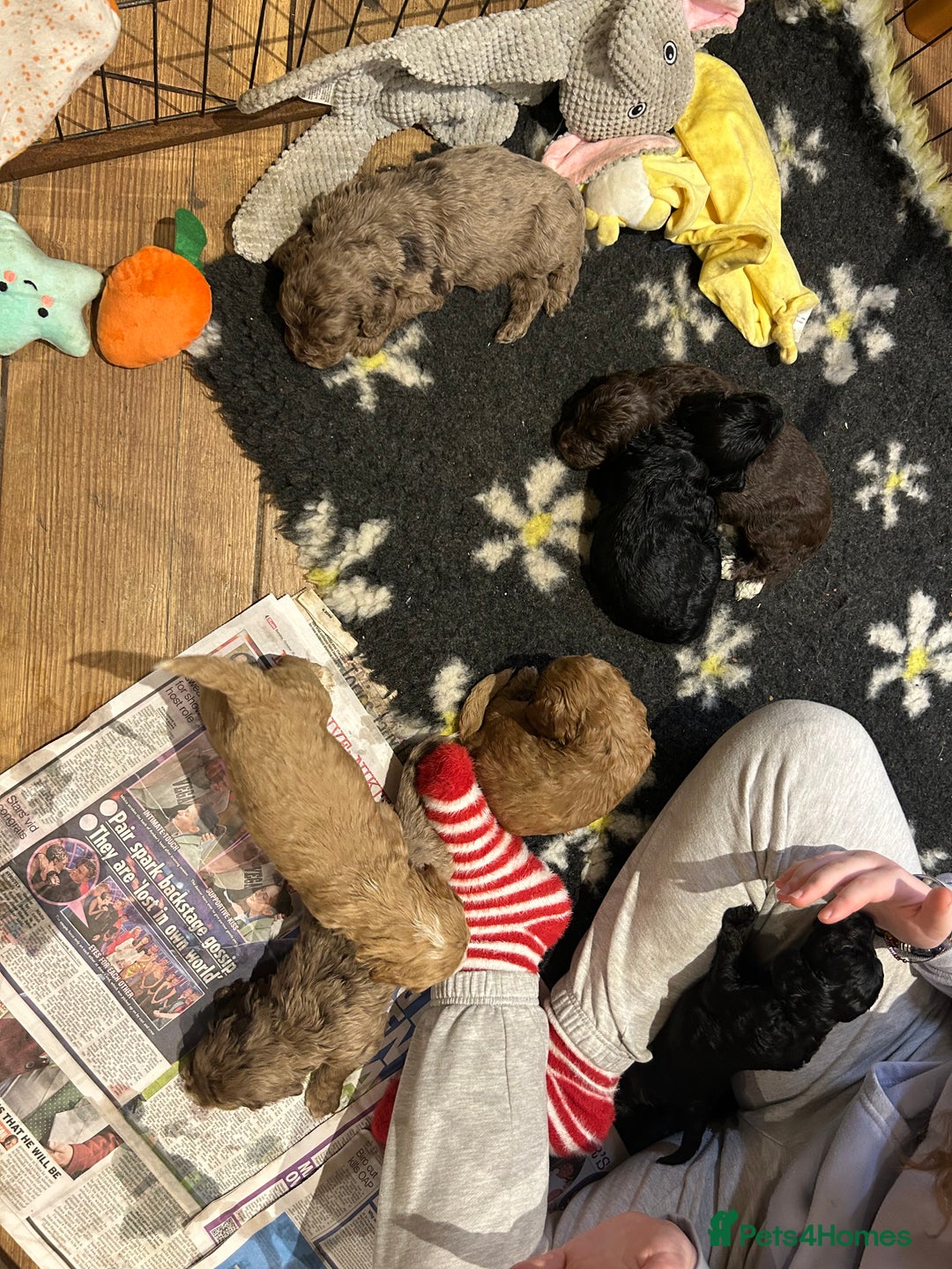 Cockapoo dogs for sale: Cockapoo puppies - Advert 9