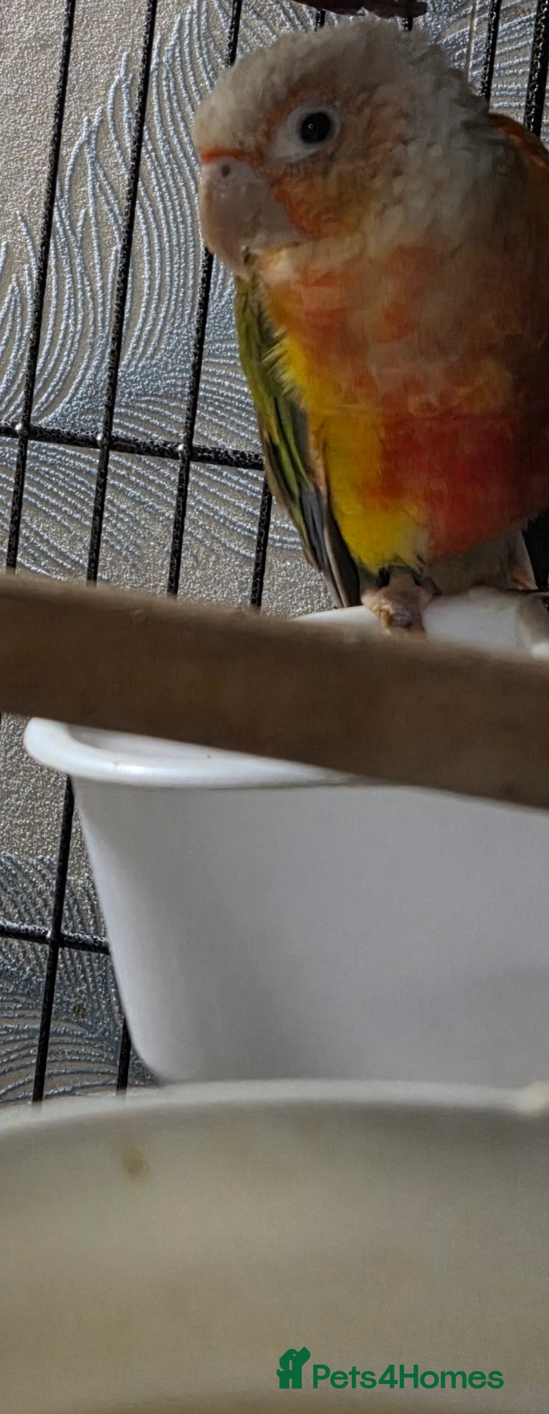 Conures birds for sale: SOLD STC Pineapple conure  - Advert 3