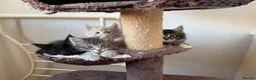 Maine Coon cats for sale: 4 beautiful and playful Maine Coon kittens - Advert 25