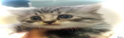 Persian cats for sale: 5 beautiful fluffy Persian crosses.  - Advert 4