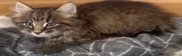 Mixed Breed cats for sale: Beautiful kittens ready now  - Advert 7