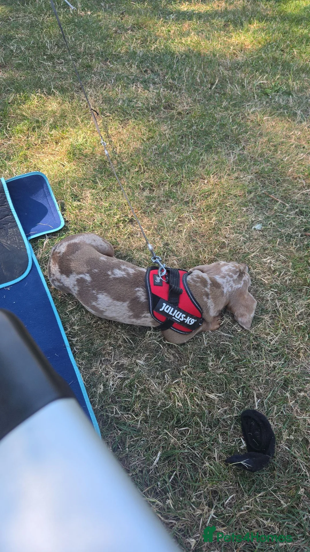 Miniature Dachshund dogs for stud: Mini Dachshound in Walsall - Advert 2