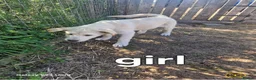 Mixed Breed dogs for sale: Akita cross with Russia sheep dog - Advert 5