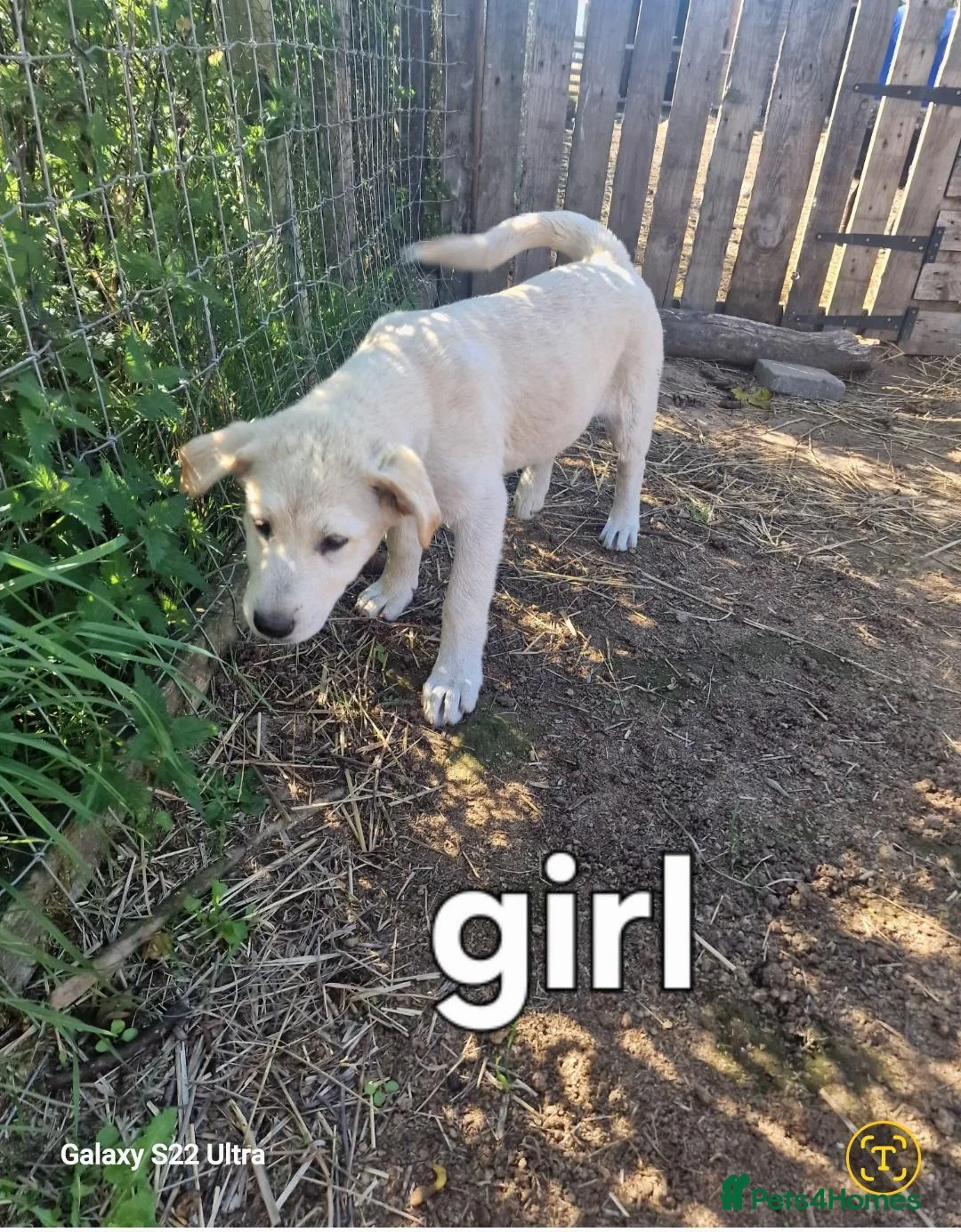 Mixed Breed dogs for sale: Akita cross with Russia sheep dog - Advert 5