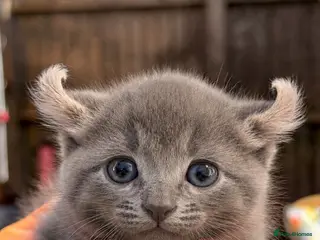 Mixed Breed cats American Curl - Advert 10