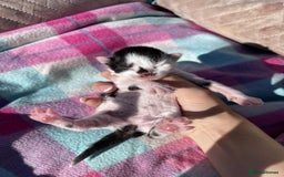 British Shorthair cats for sale: British shorthair/ tuexedo kittens  - Image 14