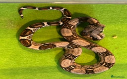 Boa Snake reptiles for sale: 2025 Boa Constrictor Babies in Letchworth Garden City - Image 10