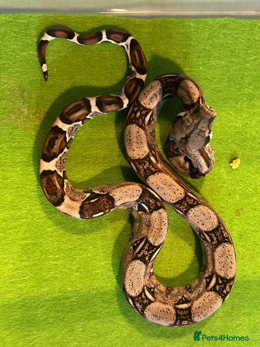 Boa Snake reptiles for sale: 2025 Boa Constrictor Babies in Letchworth Garden City - Image 10