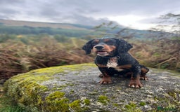 Cocker Spaniel dogs for stud: Black/Tan Cocker Spaniel Stud - Image 1