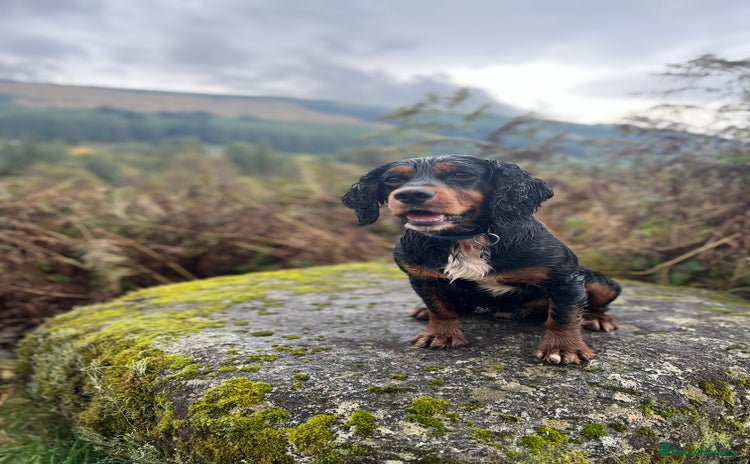 Cocker Spaniel dogs for stud - Advert 1