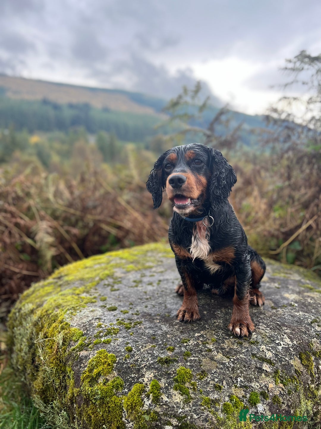 Cocker Spaniel dogs for stud: Black/Tan Cocker Spaniel Stud - Image 1