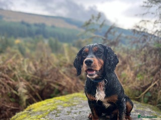 Cocker Spaniel dogs - Advert 17