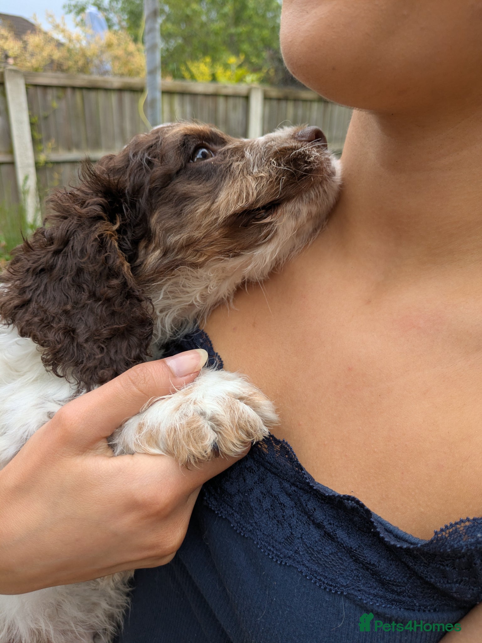 Cockapoo dogs DNA tested F1 Chocolate and white cockapoos - Advert 2