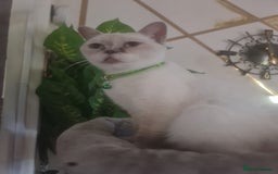 British Shorthair cats for sale: Lovely queeni looking  for  new home - Image 6