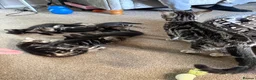 Mixed Breed cats for sale: 2 beautiful girls left from the litter of 6 - Advert 3