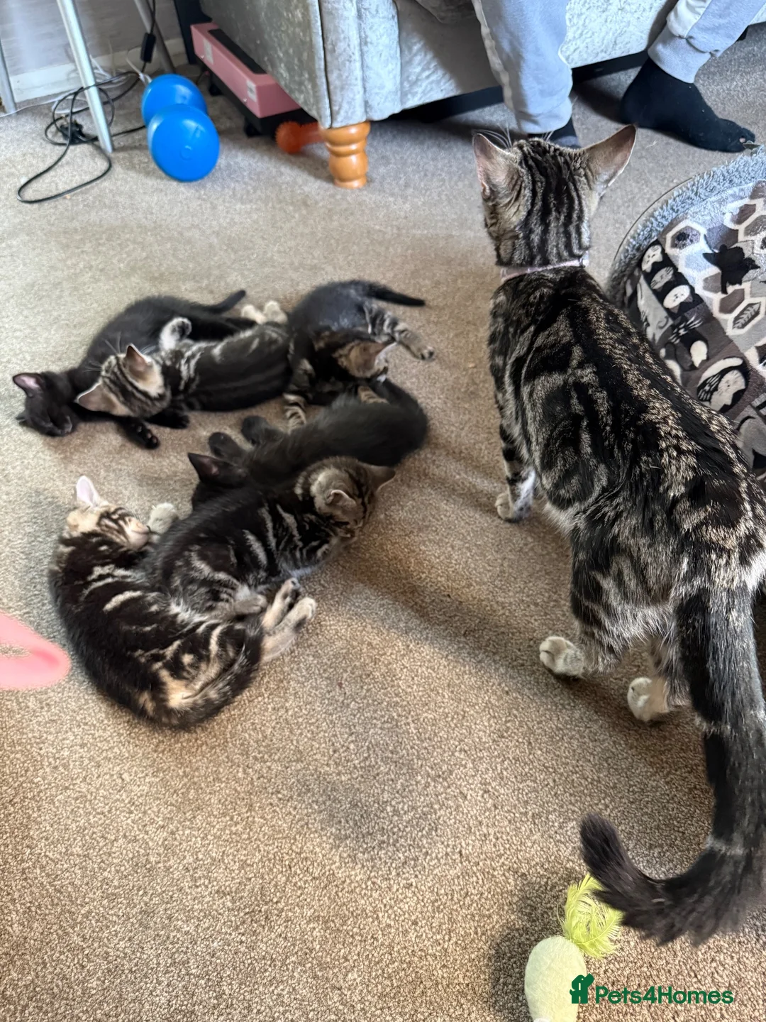 Mixed Breed cats for sale: 2 beautiful girls left from the litter of 6 - Advert 3