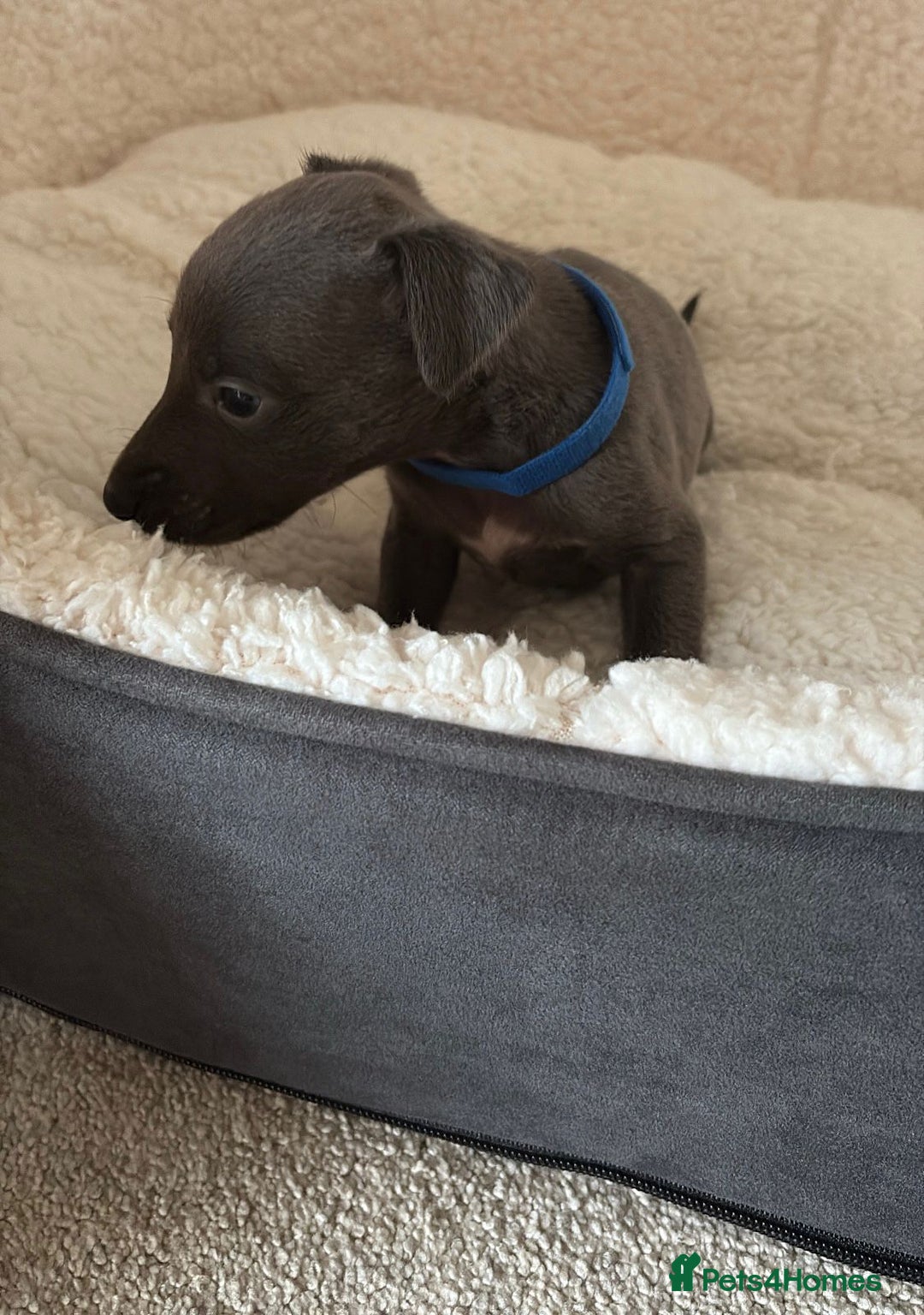 Whippet dogs for sale: KC registered BLUE whippet puppies 100% show type  - Advert 12