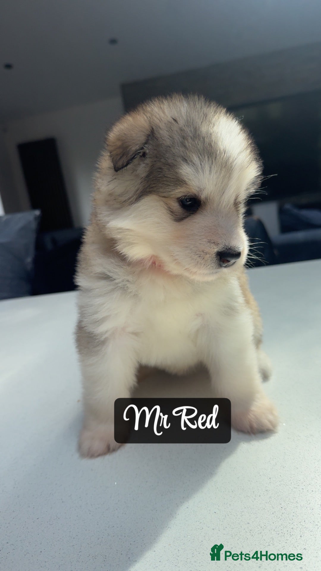 Alaskan Malamute dogs Behaviourist Raised Malamute Champion Line Pups  - Advert 1
