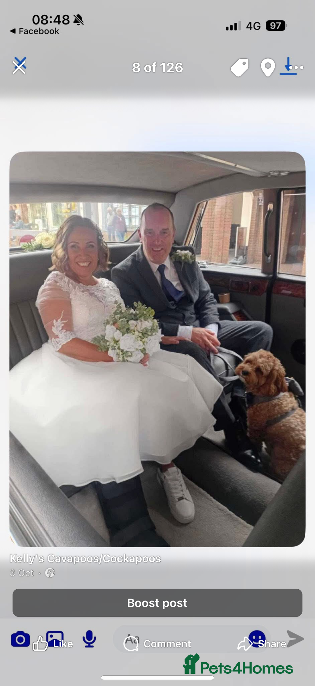 Cavapoo dogs for sale: Beautiful Health Tested F1 Cavapoos 🐶 - Image 24