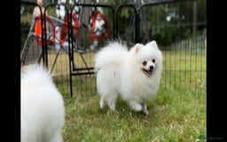 Pomeranian dogs for sale: 🐾✨ Rare White Extra Tiny Size Pomeranian Puppies  - Image 19