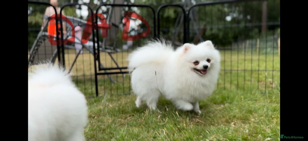 Pomeranian dogs for sale: 🐾✨ Rare White Extra Tiny Size Pomeranian Puppies  - Image 19