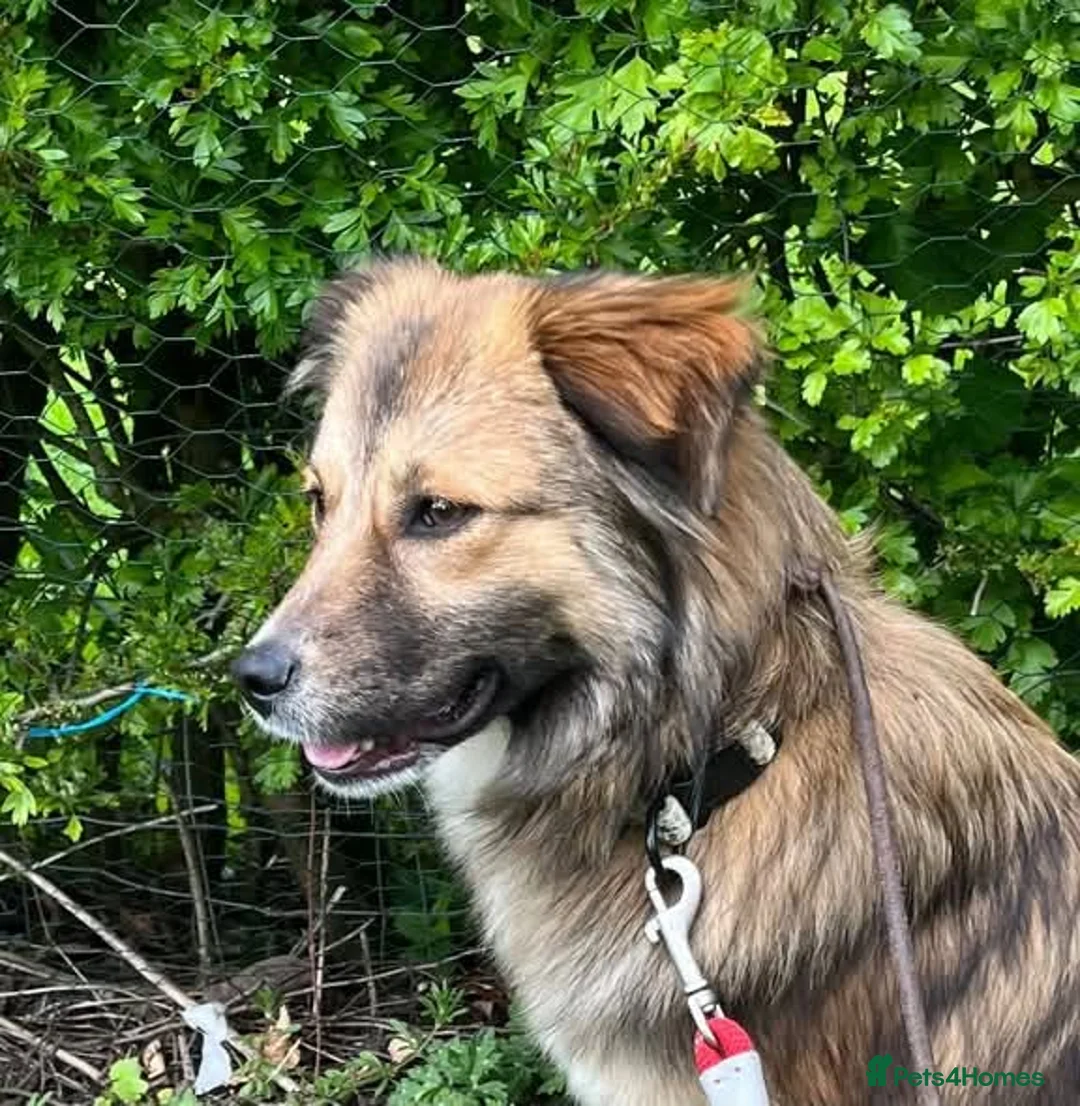 Mixed Breed dogs for adoption: Meet Twix, currently residing in Lancashire  in Wigan - Advert 6