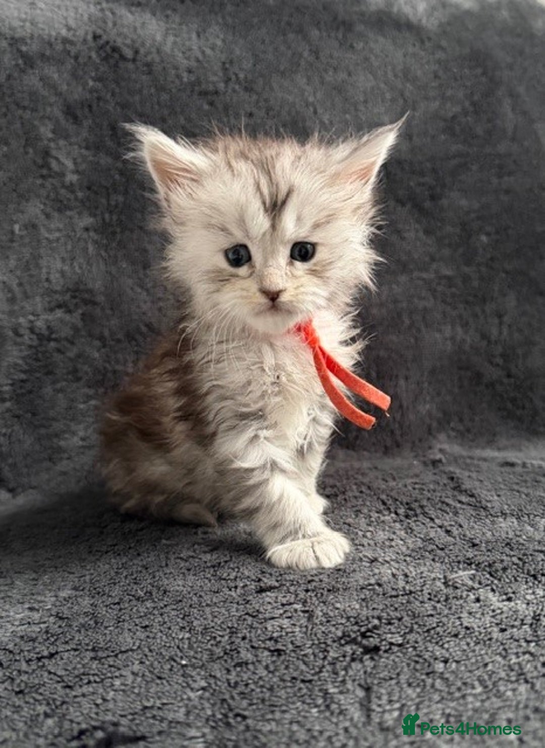 Maine Coon cats for sale: 🐾 TICA-Registered Maine Coon Kittens🐾 - Advert 8
