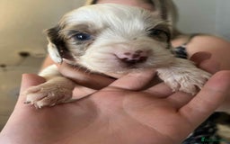 Cocker Spaniel dogs for sale: Merl cocker spaniel puppies  - Image 22