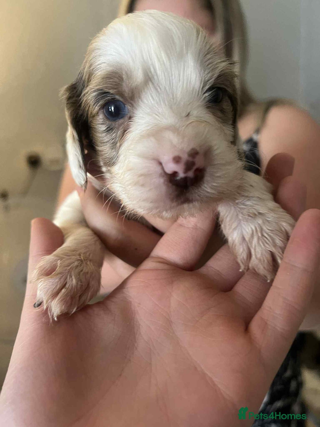 Cocker Spaniel dogs for sale: Merl cocker spaniel puppies  - Image 22