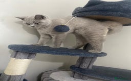 British Shorthair cats for sale: 🐾 TOP QUALLITY LILAC BSH reg GCCF purebred 🐾 - Image 31