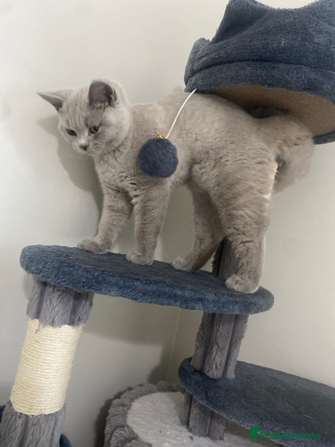 British Shorthair cats for sale: 🐾 TOP QUALLITY LILAC BSH reg GCCF purebred 🐾 - Image 31