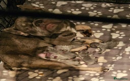 French Bulldog dogs for sale: Gorgeous French bulldog puppies - Image 4