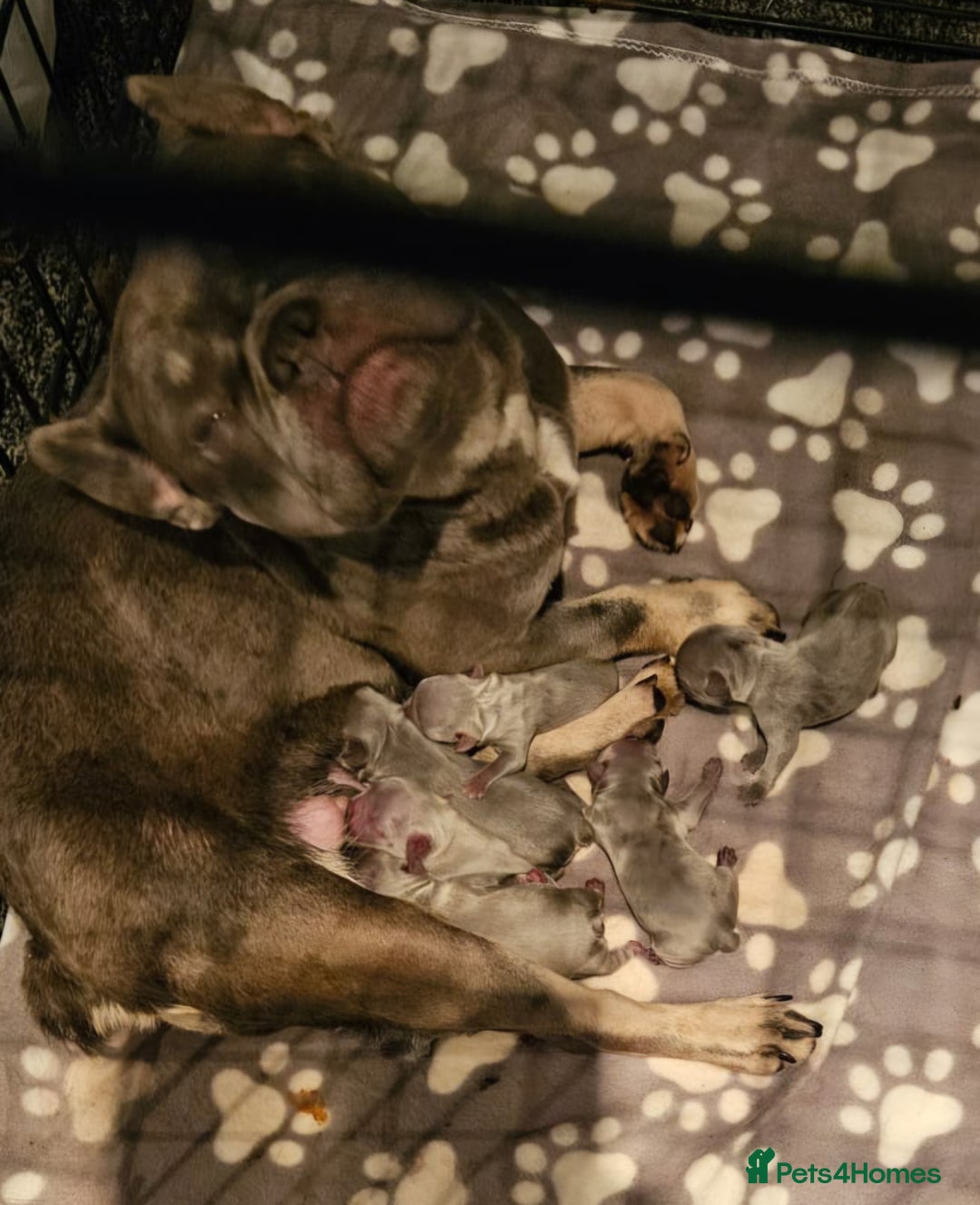 French Bulldog dogs for sale: Gorgeous French bulldog puppies - Image 4