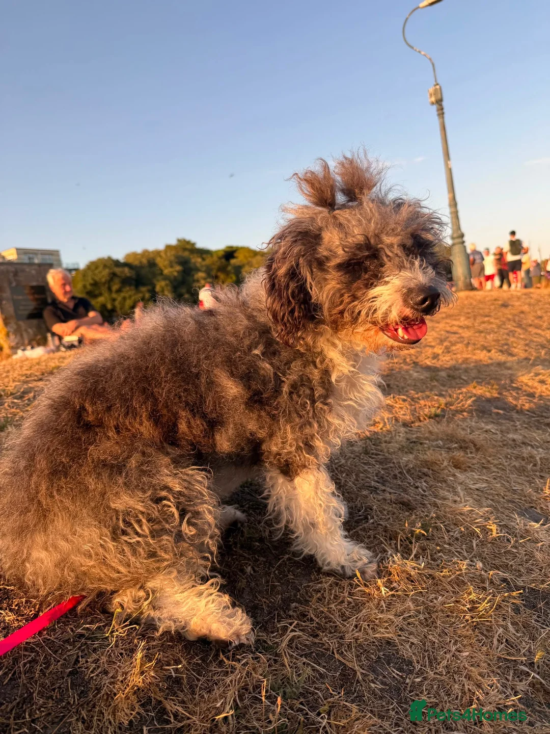 Poodle dogs for adoption: Poodle terrier mix Chips is ready for forever home in Bournemouth - Advert 1