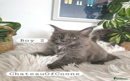 Maine Coon cats for sale: Stunning Black Smoke Registred Maine Coon Kittens - Image 6