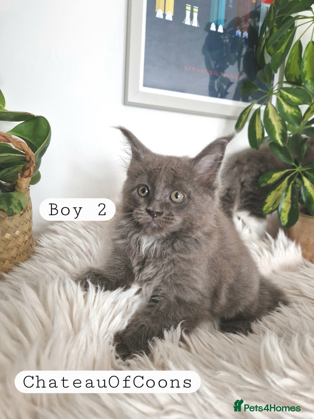 Maine Coon cats for sale: Stunning Black Smoke Registred Maine Coon Kittens - Image 6
