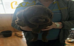 Labradoodle dogs for sale: Labradoodle puppies for sale  - Image 3