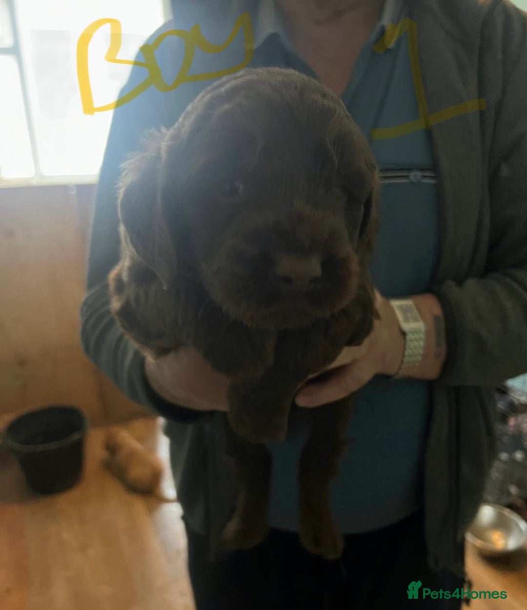 Labradoodle dogs for sale: Labradoodle puppies for sale  - Image 3