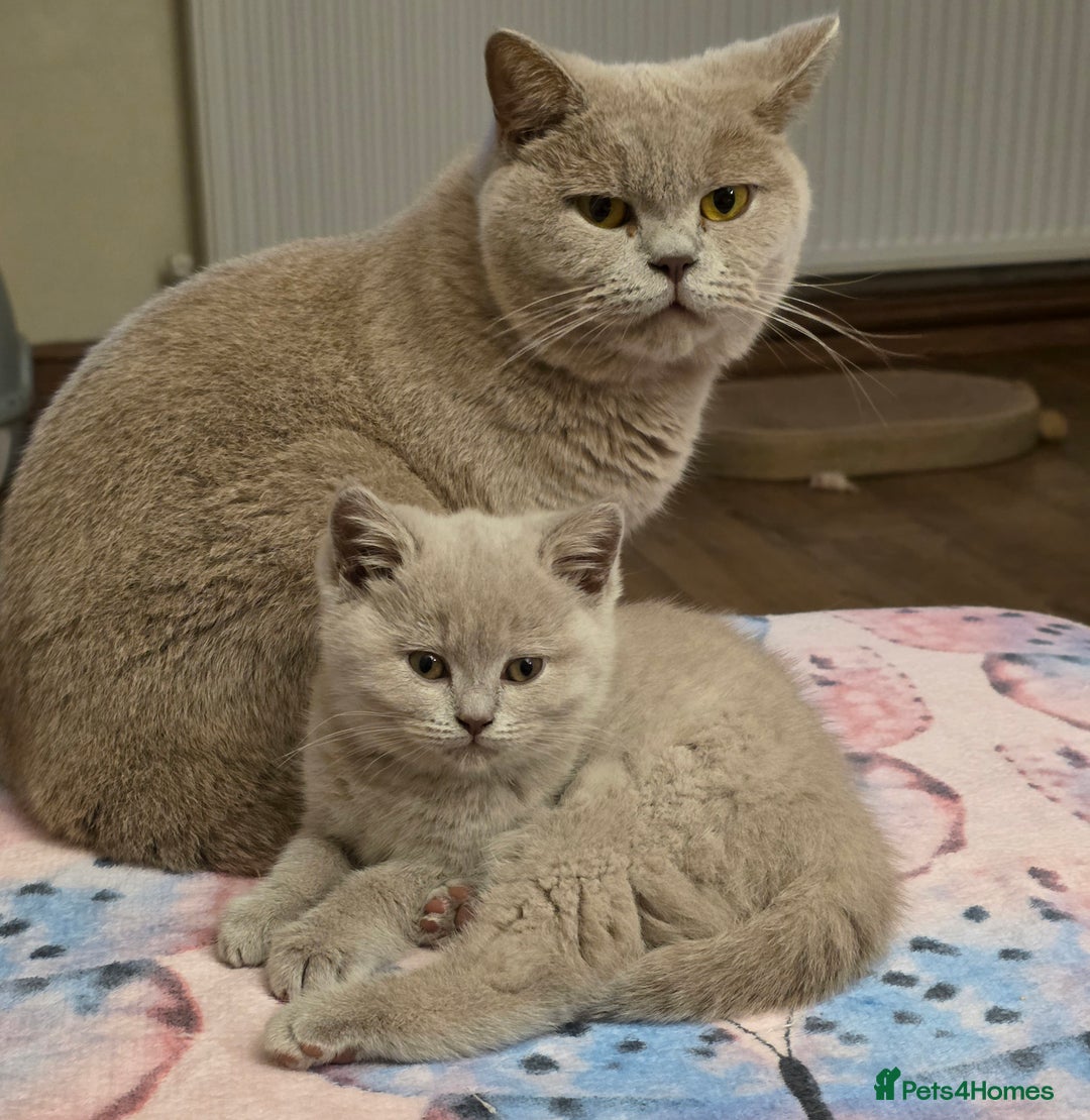 British Shorthair cats for sale: Lilac boy available GCCF and TICA registered  - Advert 4