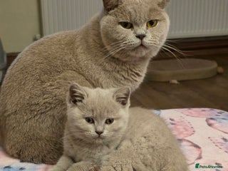 British Shorthair cats Chocolate and lilac kittens TICA registered - Advert 16