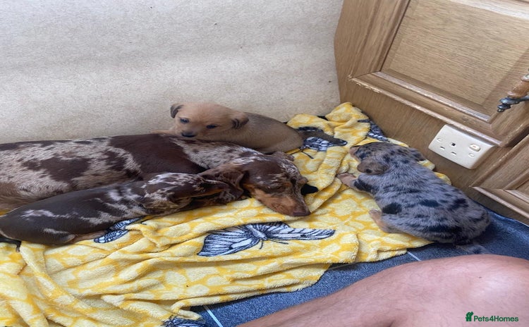 Dachshund dogs - Advert 1