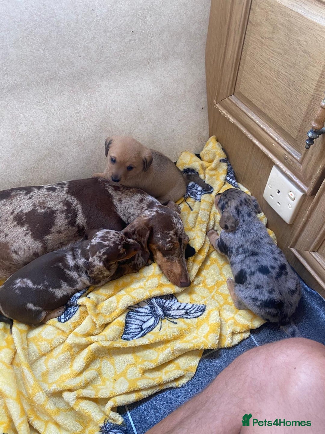 Dachshund dogs for sale: PUPPIES FOR SALE!!  - Image 1