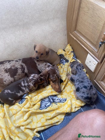 Dachshund dogs - Advert 3