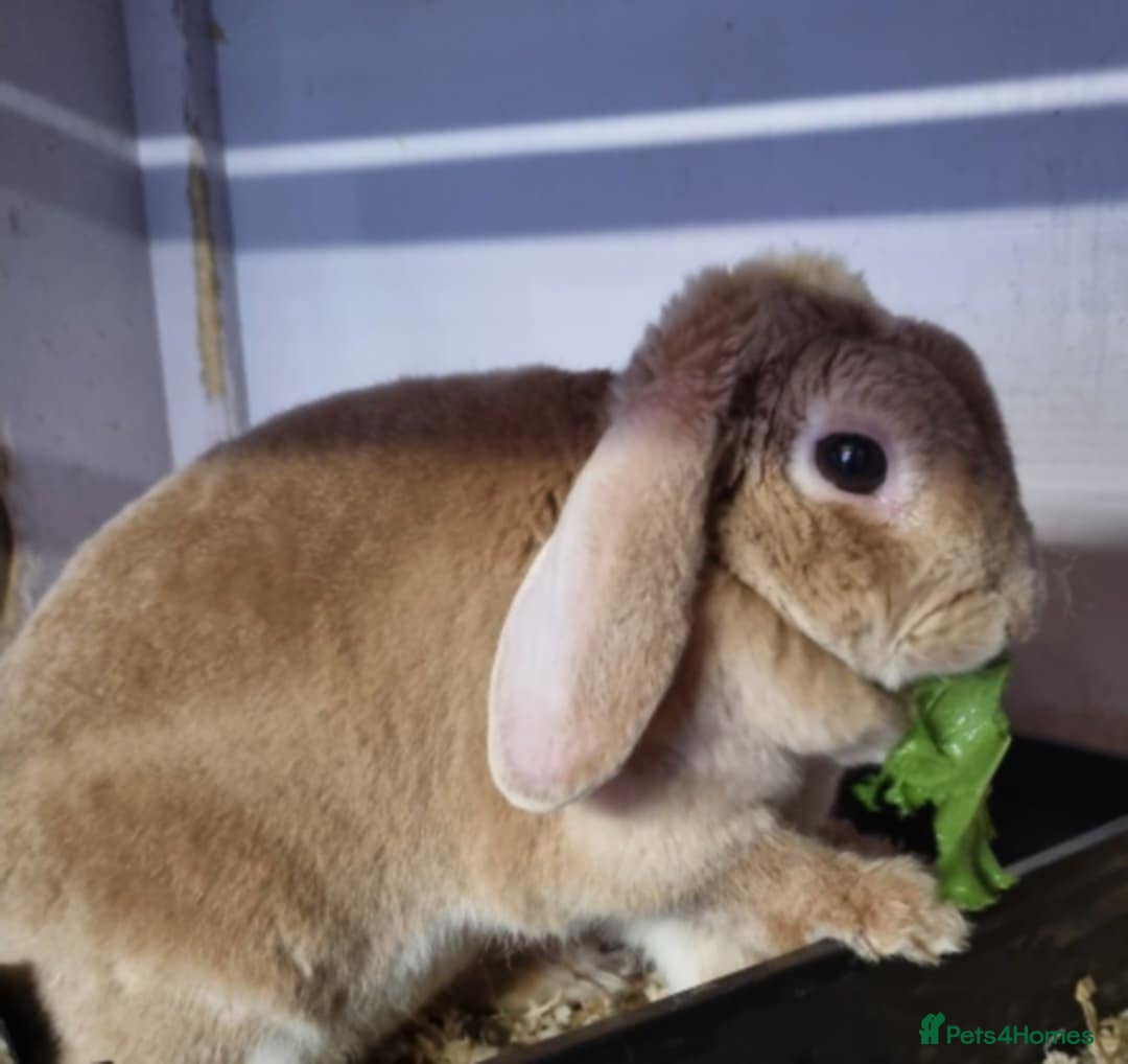 Mini Lop rabbits for sale: Adult mini plush lops - Image 2