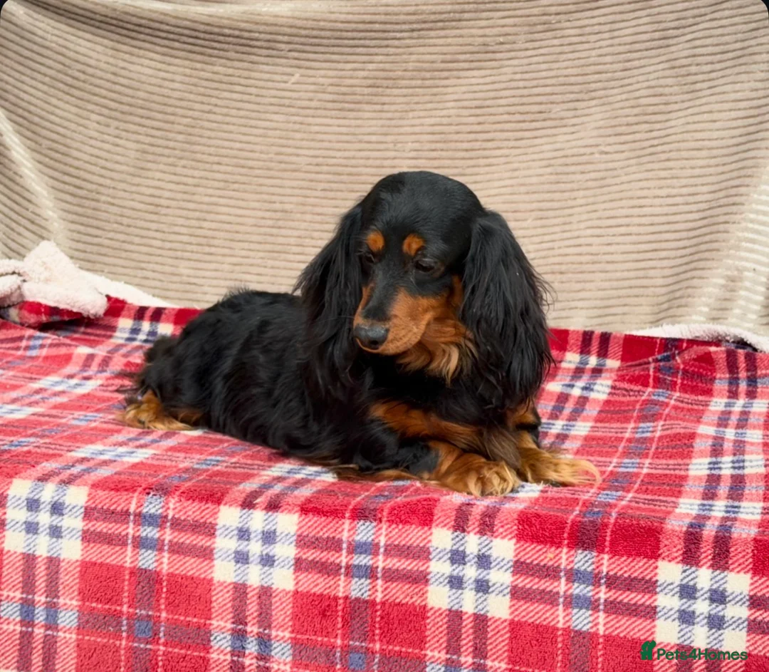 Miniature Dachshund dogs for sale: MINI LONGHAIRED KC GIRL  - Advert 7