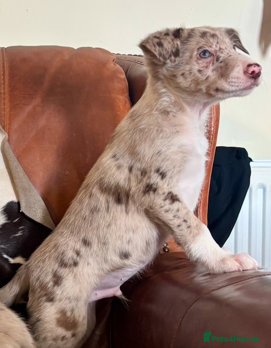Border Collie dogs for sale: Stunning Merle Border Collie puppies.  - Image 19