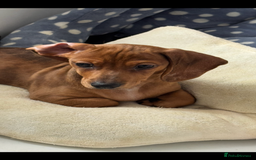 Dachshund dogs for sale: Fully vaccinated georgeous Dachshund puppy - Image 3