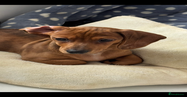 Dachshund dogs - Advert 16