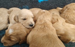 Mini Goldendoodle dogs for sale: Adorable Red & Apricot Goldendoodle Puppys - Image 7